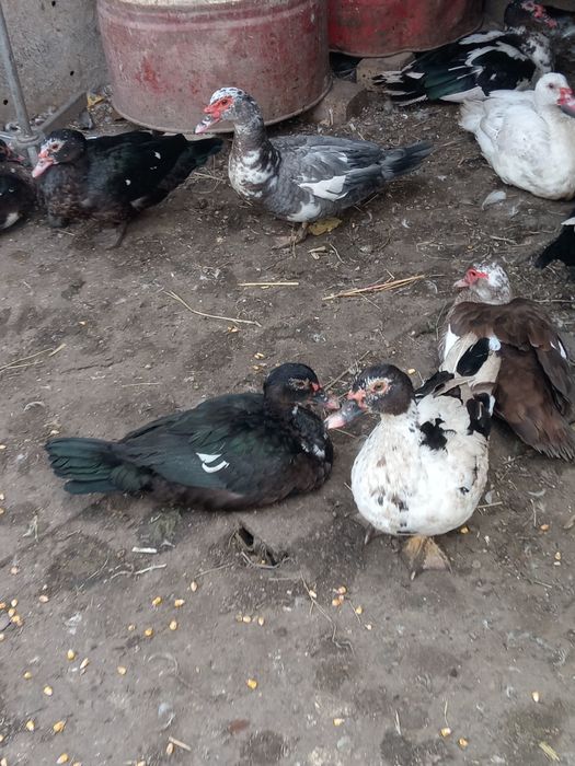 Vând cocoși și rate de tara crescute bio