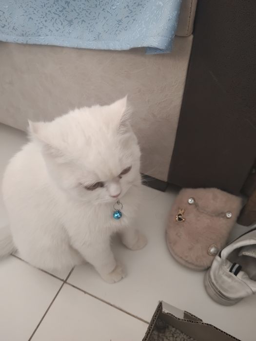 Mushikdi bolasi bor beremeni