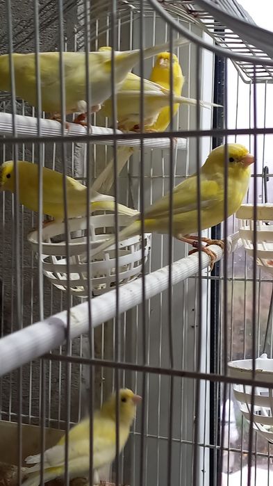 Canari Rolleri pe galben
