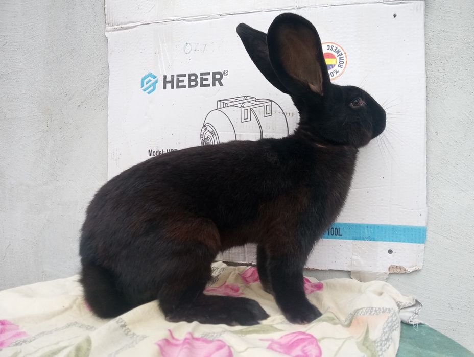 Femele și masculi Fluture Janet!