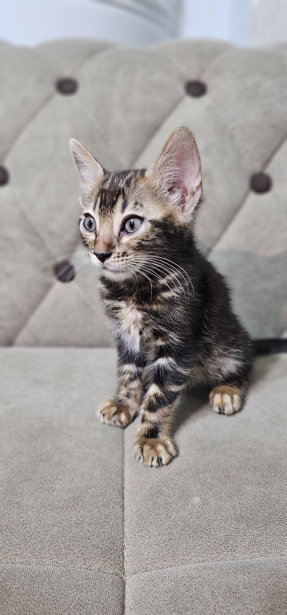 Бенгальские котята