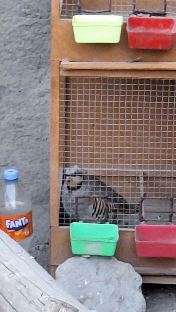 Bir juft narmoda kaklik sotiladi