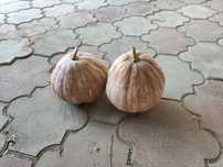 Продам тыкву не крупную до 5 кг