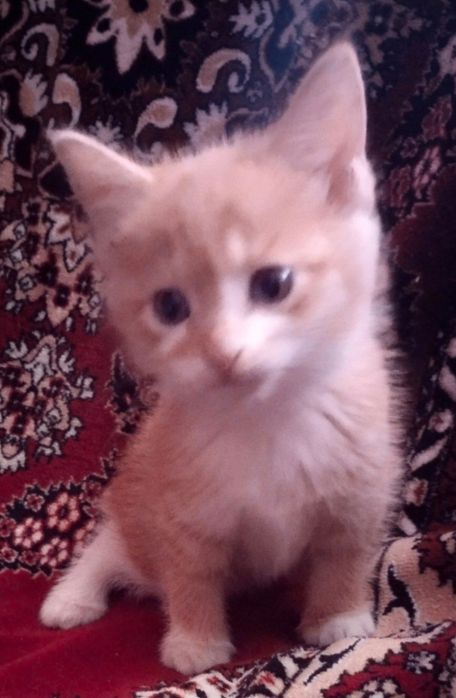 хочу отдать в хорошие добрые руки