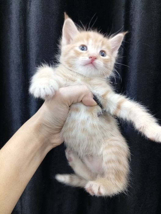 Милые котята в добрые и заботливые ручки