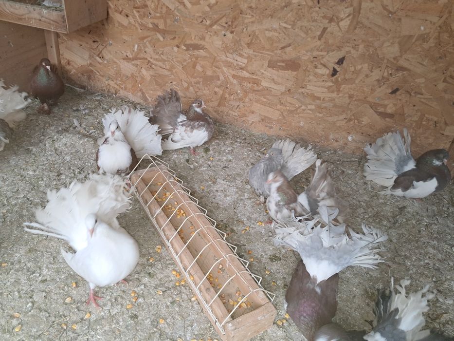 Vând porumbeii votați, rostov,rolări