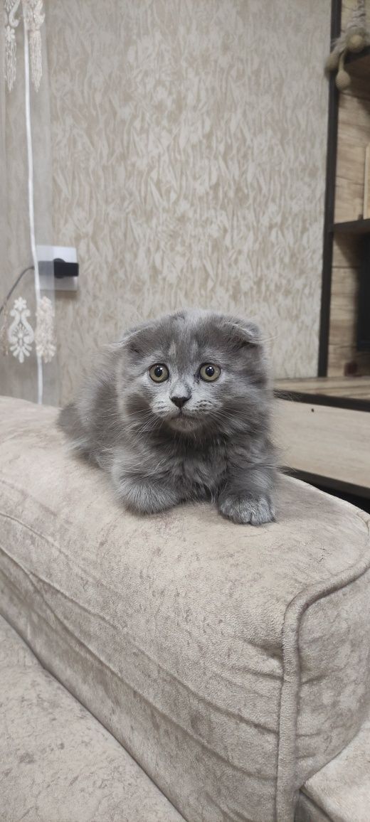 Продаётся котёнок