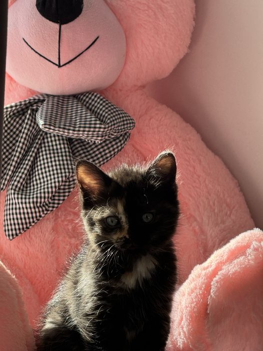 Котенок девочка 1,5 месяца