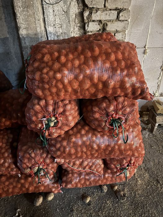 Мелкая картошка (семенной)