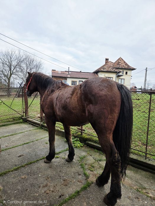 Cal de vânzare, vârstă 2 ani și 6 luni