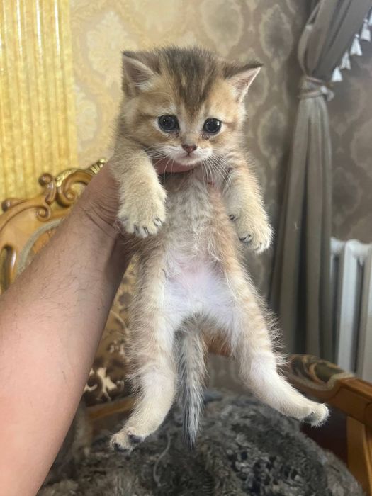 Скотиш фолд/страйт