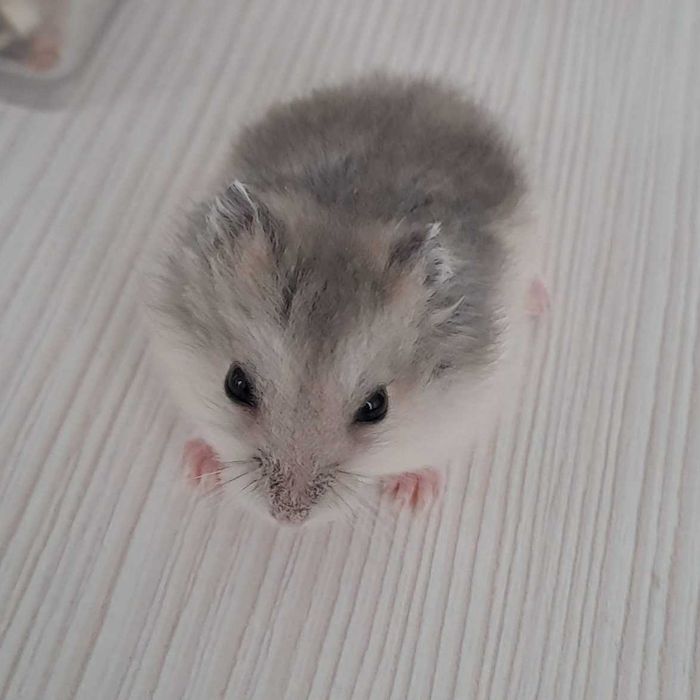 Puiuți de hamster foarte blânzi și drăguți