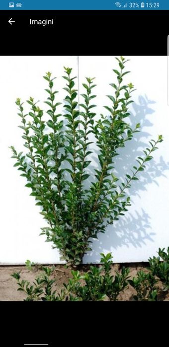 Vindem ligustrum ovalifolium cu creștere rapidă