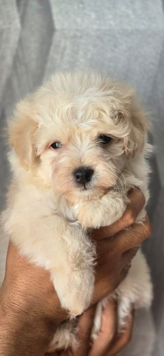 Предлагаю щенков породы Мальтипу Ф1