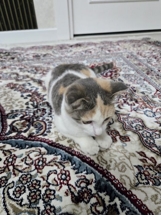 Отдам котёнка (шотландская вислоухая)
Милая и очень ласковая девочка,