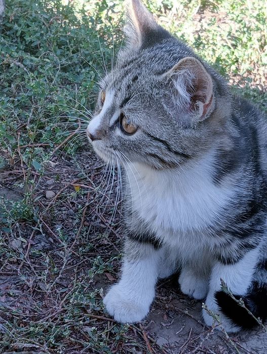 Продаются котята