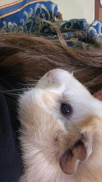 Продавам морски свинчета