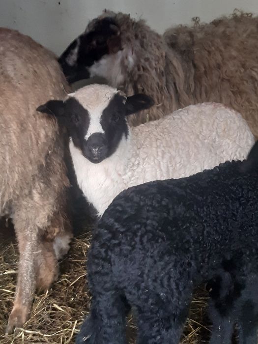 12 oi țurcane,8 țigăi,tinere