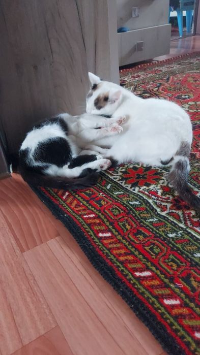 Отдам котят бесплатно