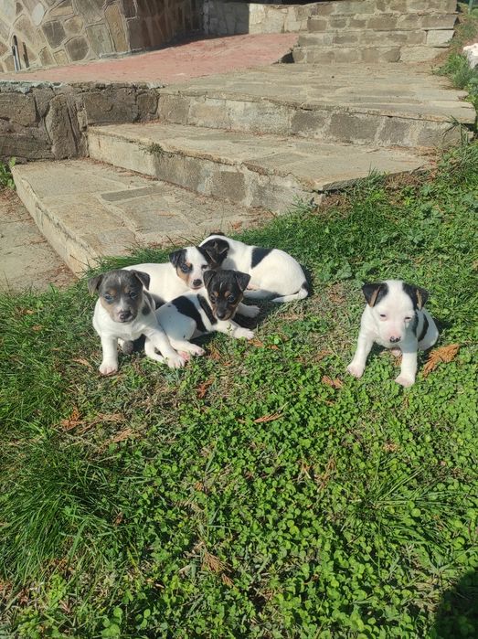 Продавам Джак Ръсел териер  200лв