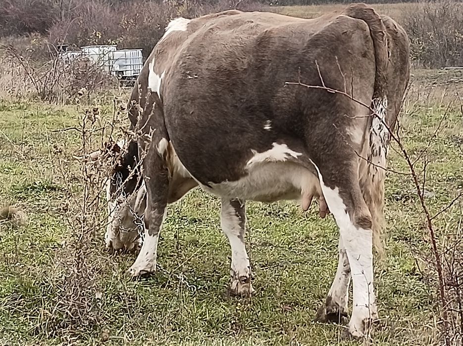 Vînd 3 vaci cu viței fătate recent