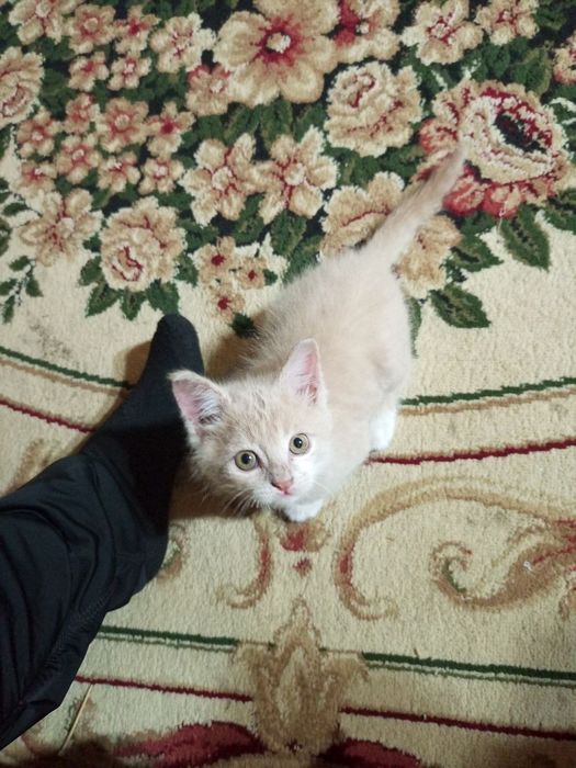 Mushuk tekinga beriladi.