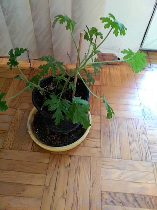 ПРОДАВАМ ДВУГОДИШНИ ИНДРИШЕТА   цена от 9 лв, до 35 лв