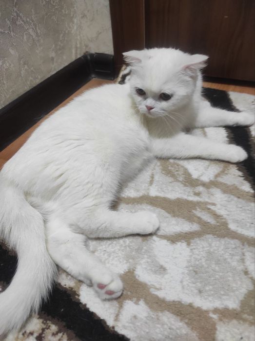 Отдам бесплатно скоттиш фолд и страйт