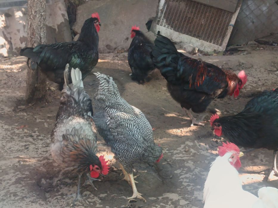 Cocoși de rasă pură - 5 luni