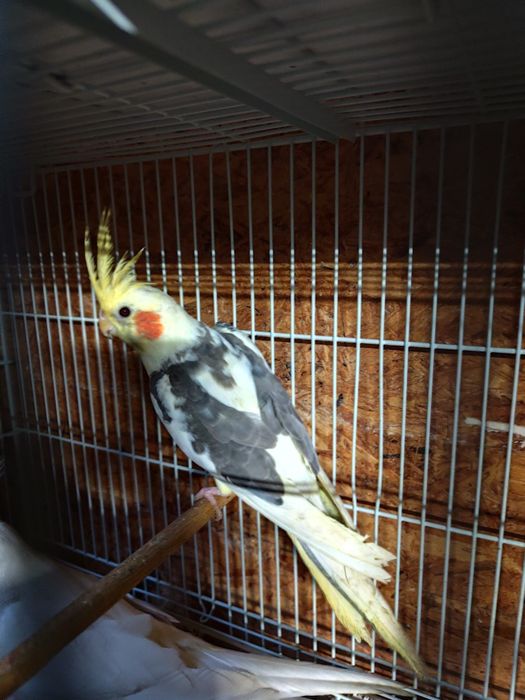 Papagali nimfe frumoase