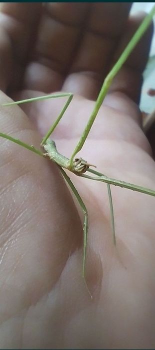 Продаются Анамские палочники