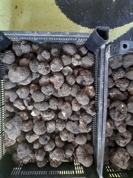 Trufe negre proaspete