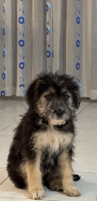 Търси дом бебе куче момиче