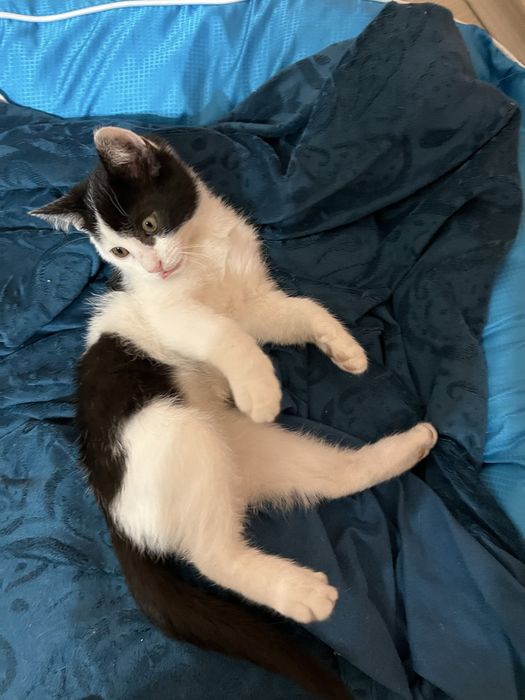 Подарявам мъжко коте