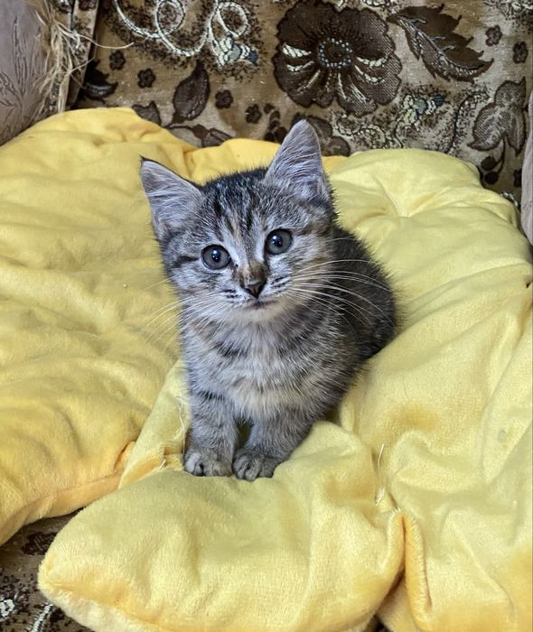 Отдам котенка, девочку 1,5 мес, мама британка