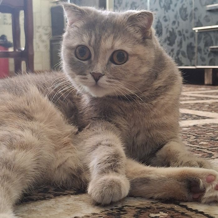 Hadiya qilinadi 2 yosh mushuk