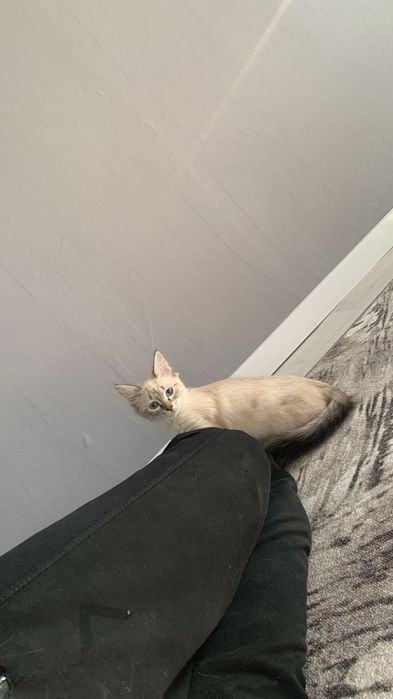 Котят бесплатно !