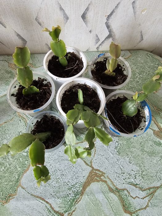 Продам декабрист