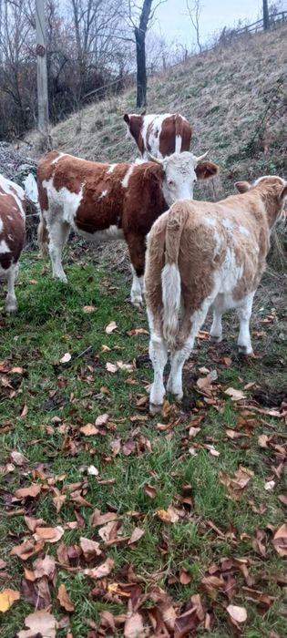 Vând juninci și 2 tăurași