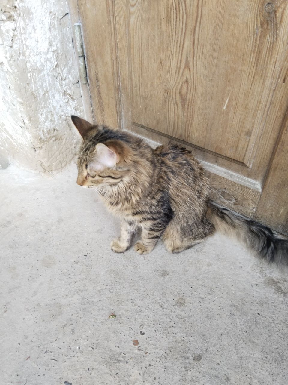 Mushuk qzbola sotiladi