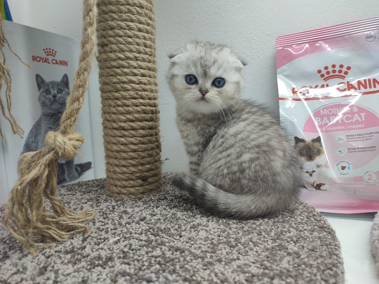 Шотландские котята вислоушки