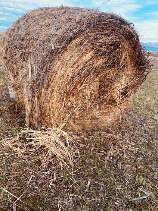 Baloti rotunzi de fan