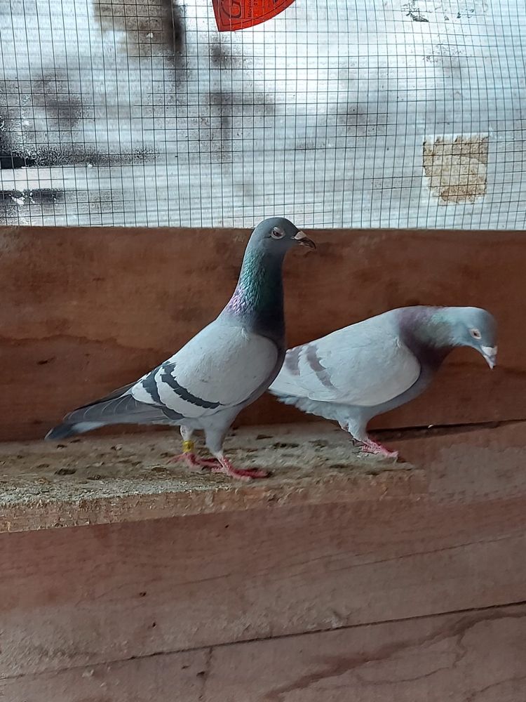 Porumbei voiajori