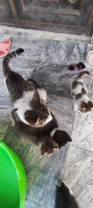 Продаю красивых и милых котят.