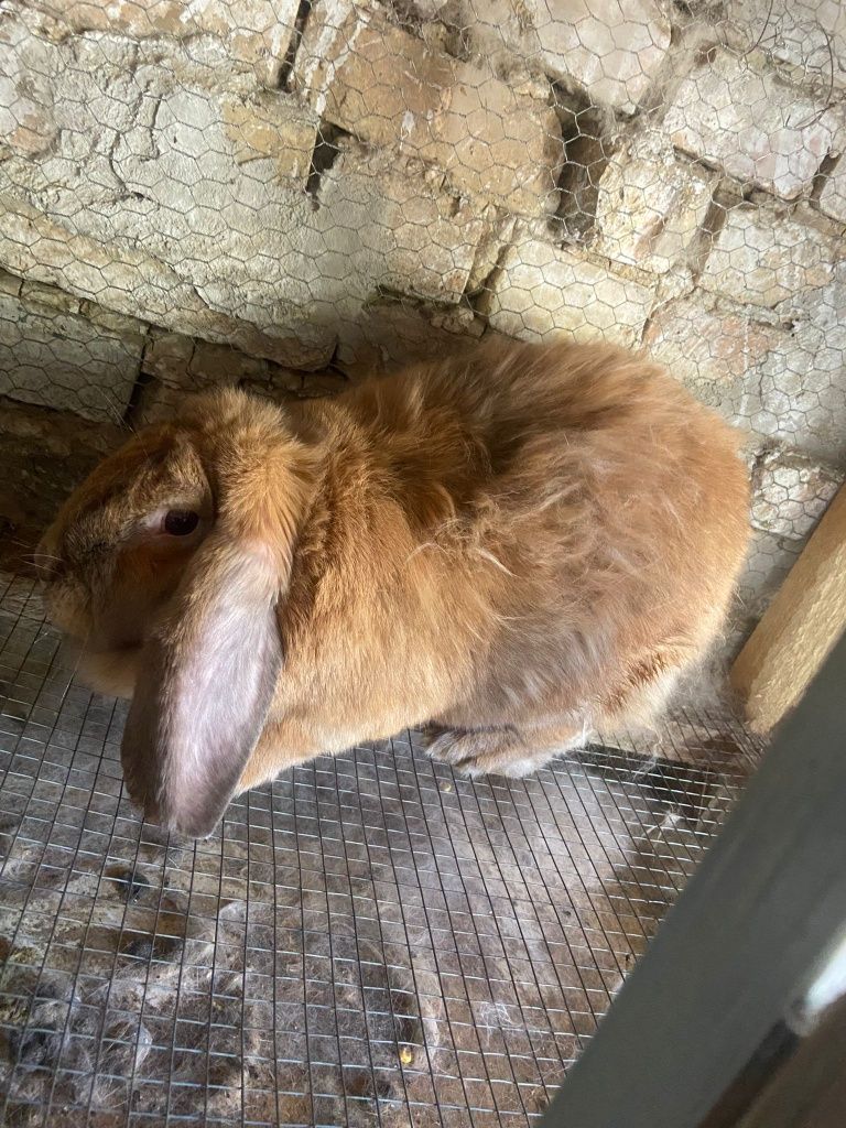 Заек женски кочоват