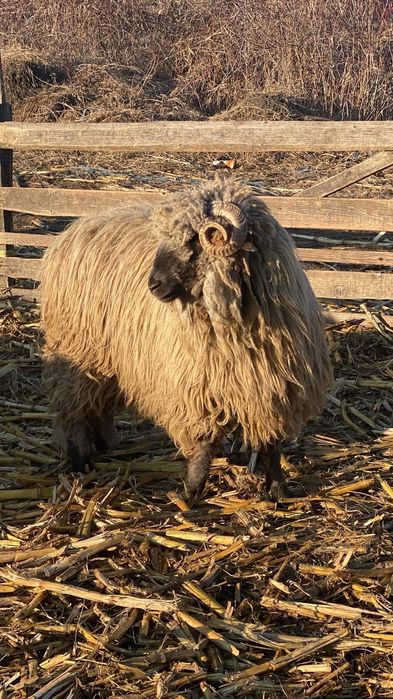 De vânzare 2 berbecuți bucălăi