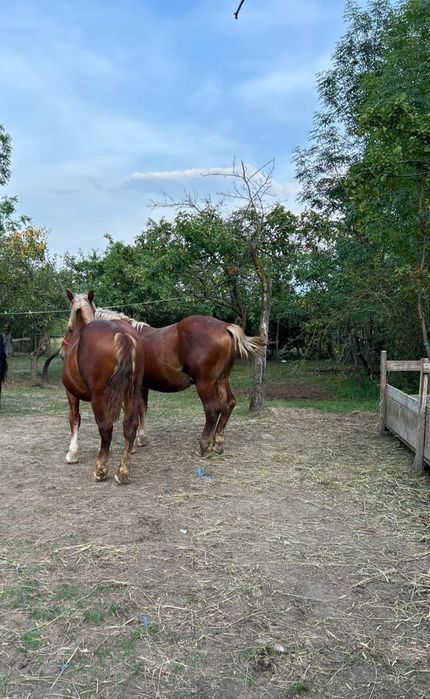 Vand 2 mânzi de 1 an si 2 luni