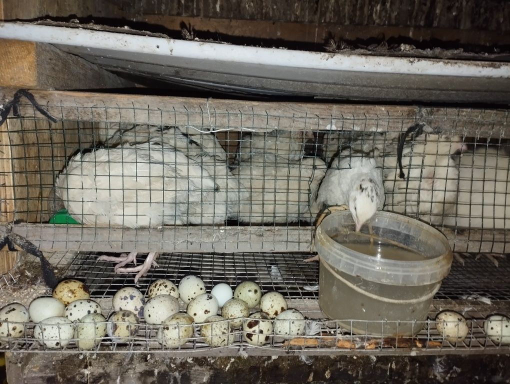 Яйца инкубационные перепелов 6 парод!
