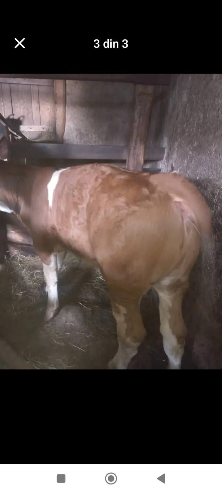 Vând vițel și vițea bălțați, vițelul înțărcat, vițeaua semi înțărcați
