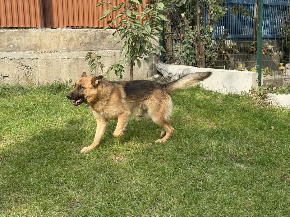 Немецкая овчарка чистокровная